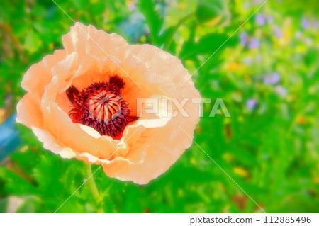 Beautiful salmon pink oriental poppies Beautiful salmon pink oriental poppies 112885496