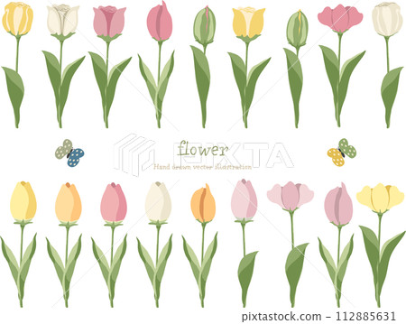 各種鬱金香的插圖集 各種鬱金香的插圖集 112885631
