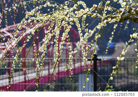 Weeping plums at Tsukigase Bridge 112885703