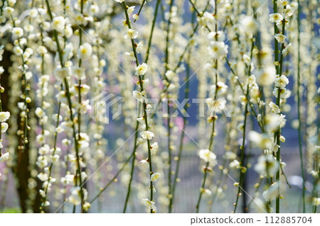 Weeping plums at Tsukigase Bridge 112885704