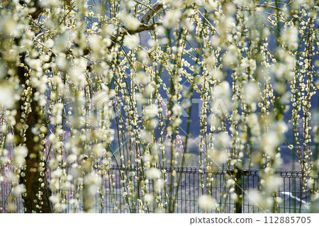 Weeping plums at Tsukigase Bridge Weeping plums at Tsukigase Bridge 112885705