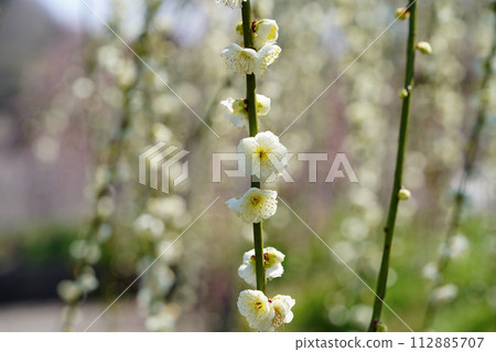 Weeping plums at Tsukigase Bridge 112885707