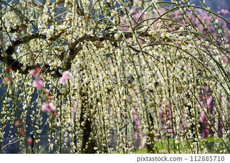 Weeping plums at Tsukigase Bridge 112885710