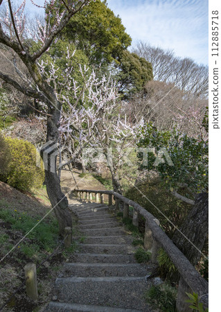 Many plum blossoms in full bloom in spring Many plum blossoms in full bloom in spring 112885718