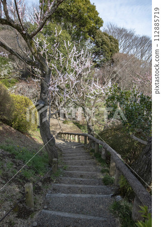 Many plum blossoms in full bloom in spring 112885719