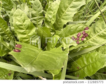 綠葉上有斑點，似乎是由某種疾病引起的/植物 112885773