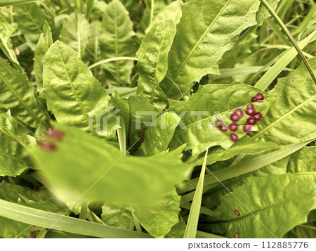 Green leaves with spots that seem to be caused by some kind of disease/The plant 112885776