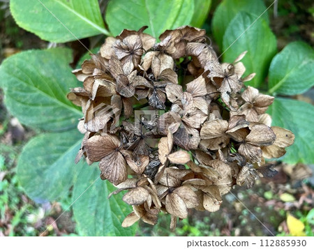 Withered hydrangea/The hydrangea Withered hydrangea/The hydrangea 112885930