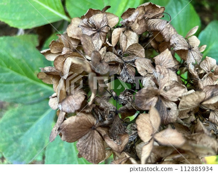 枯萎的繡球花/繡球花 枯萎的繡球花/繡球花 112885934