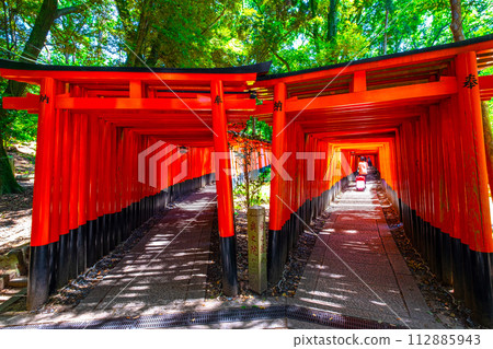 Senbon Torii of Fushimi Inari Taisha Shrine Senbon Torii of Fushimi Inari Taisha Shrine 112885943