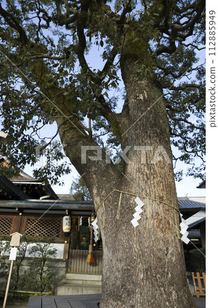 晴明神社聖樹垂直構圖2 晴明神社聖樹垂直構圖2 112885949