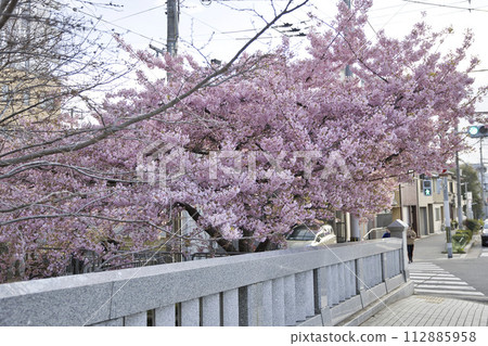 Ichijo Momodobashi Bridge and Kawazu Cherry Blossoms Horizontal Composition 4 112885958