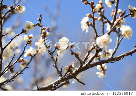 Plum blossoms seen with a macro lens 112886017