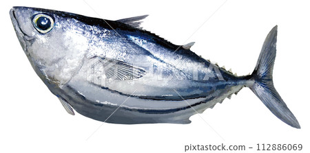 A photo-retouched and cut-out illustration of a plump, round bonito with big eyes. 112886069