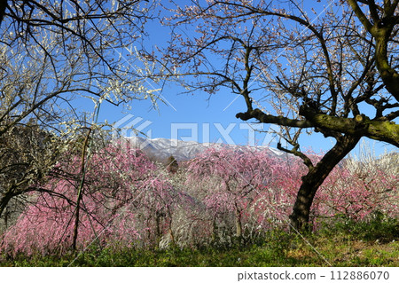三重縣伊鍋市藤原町香苗,伊鍋市農業公園梅林公園,梅園裡盛開的梅花,背景是薄雪覆蓋的鈴鹿山脈 三重縣伊鍋市藤原町香苗,伊鍋市農業公園梅林公園,梅園裡盛開的梅花,背景是薄雪覆蓋的鈴鹿山脈 112886070