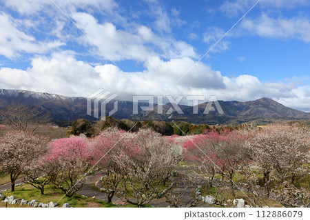 Kanae, Fujiwara-cho, Inabe City, Mie Prefecture, Inabe City Agricultural Park Bairin Park, plum blossoms in full bloom in the plum orchard and the Suzuka Mountains covered with a thin layer of snow in the background Kanae, Fujiwara-cho, Inabe City, Mie Prefecture, Inabe City Agricultural Park Bairin Park, plum blossoms in full bloom in the plum orchard and the Suzuka Mountains covered with a thin layer of snow in the background 112886079
