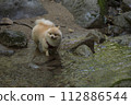 My dog Pomeranian plays in the beautiful river in the valley. 112886544