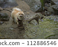 My dog Pomeranian plays in the beautiful river in the valley. 112886546
