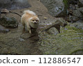My dog Pomeranian plays in the beautiful river in the valley. 112886547