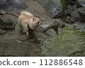 My dog Pomeranian plays in the beautiful river in the valley. 112886548