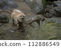 My dog Pomeranian plays in the beautiful river in the valley. 112886549