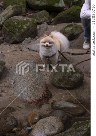 My dog Pomeranian plays in the beautiful river in the valley. My dog Pomeranian plays in the beautiful river in the valley. 112886710