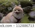 My dog Pomeranian plays in the beautiful river in the valley. 112886713