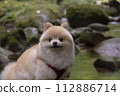 My dog Pomeranian plays in the beautiful river in the valley. 112886714