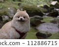 My dog Pomeranian plays in the beautiful river in the valley. 112886715