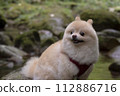 My dog Pomeranian plays in the beautiful river in the valley. 112886716