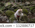 My dog Pomeranian plays in the beautiful river in the valley. 112886717