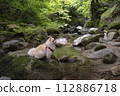 My dog Pomeranian plays in the beautiful river in the valley. 112886718