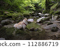 My dog Pomeranian plays in the beautiful river in the valley. 112886719