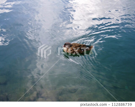 A duck resting its wings in the Azusa River A duck resting its wings in the Azusa River 112886739