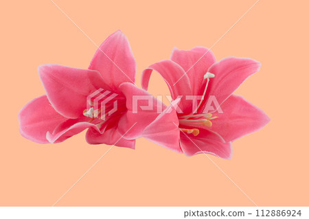A wonderful artificial pink lily flower. 112886924