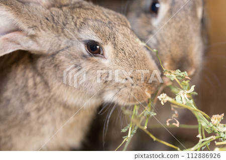 Two beautiful rabbits are eating grass. 112886926