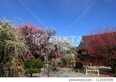 三重縣津市藤方梅花名勝由紀神社的垂梅盛開 112887066