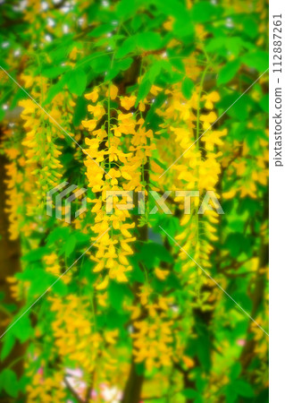 Bright yellow wisteria in full bloom 112887261