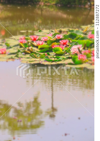 一簇美麗的紅白睡蓮 112887272