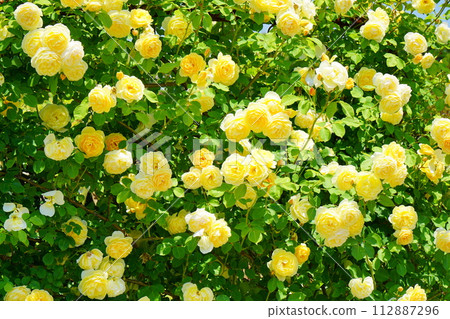 Yellow rose Yellow rose 112887296