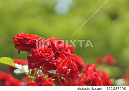 A red rose A red rose 112887298
