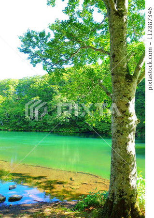 多科沼澤藏王鮮綠 多科沼澤藏王鮮綠 112887346