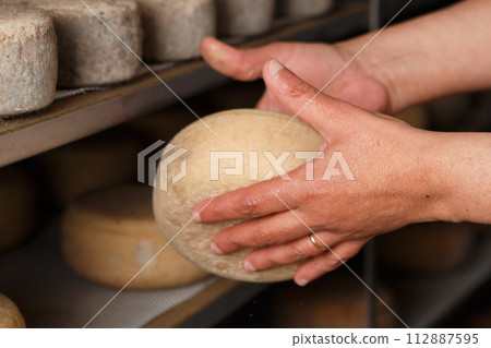 Production of artisanal cheese. In the curing process. 112887595