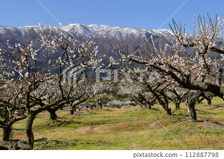 三重縣伊鍋市藤原町香江、伊鍋市農業公園梅林公園、梅園裡的白梅花和薄雪覆蓋的鈴鹿山脈 112887798