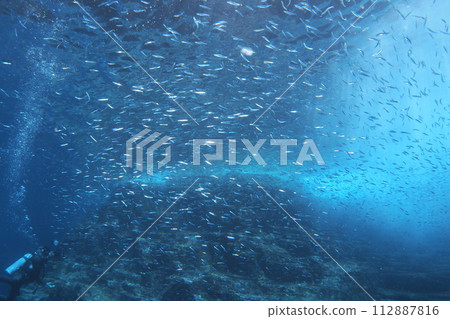 Underwater millet looking up from an underwater cave, the sea of Okinawa 112887816