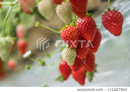 Strawberry picking Benihoppe 112887869