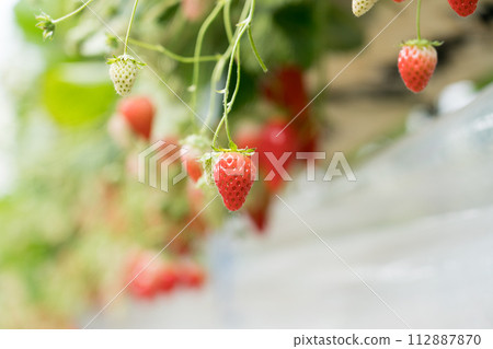 Strawberry picking Benihoppe Strawberry picking Benihoppe 112887870