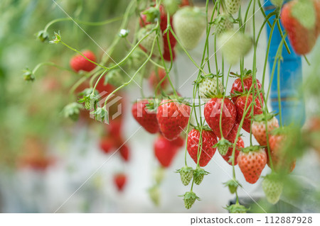 Strawberry picking Benihoppe 112887928