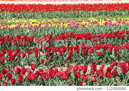 Tourist destinations crowded with tulip festivals - 4 Tourist destinations crowded with tulip festivals - 4 112888008