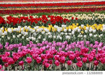 A tourist destination bustling with tulip festivals A tourist destination bustling with tulip festivals 112888009